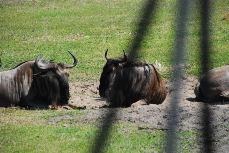 DisneyWorld022709-3194.jpg - Kilimanjaro Safaris