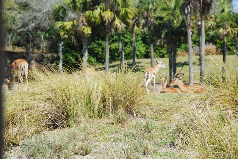 DisneyWorld022709-3197.jpg - Kilimanjaro Safaris