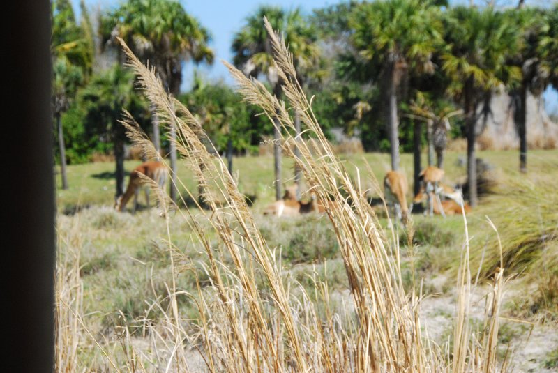 DisneyWorld022709-3198.jpg - Kilimanjaro Safaris