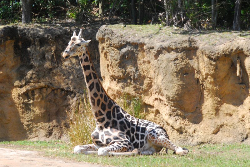 DisneyWorld022709-3199.jpg - Kilimanjaro Safaris