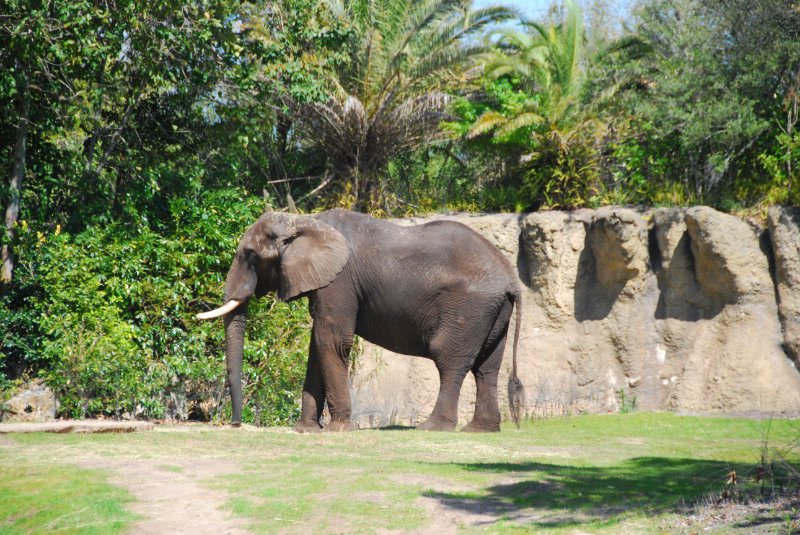 DisneyWorld022709-3200.jpg - Kilimanjaro Safaris