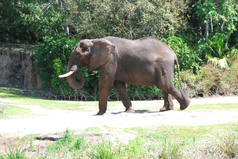 DisneyWorld022709-3204.jpg - Kilimanjaro Safaris