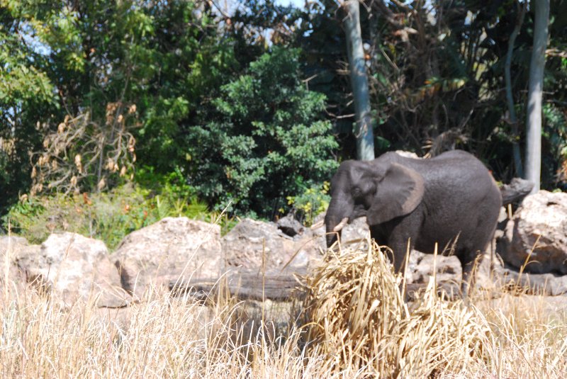 DisneyWorld022709-3209.jpg - Kilimanjaro Safaris