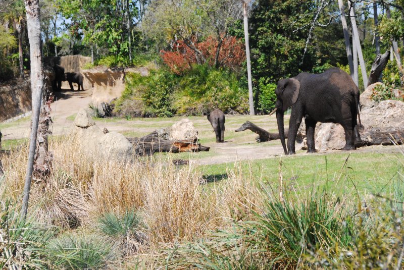 DisneyWorld022709-3212.jpg - Kilimanjaro Safaris