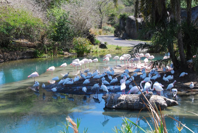 DisneyWorld022709-3214.jpg - Kilimanjaro Safaris