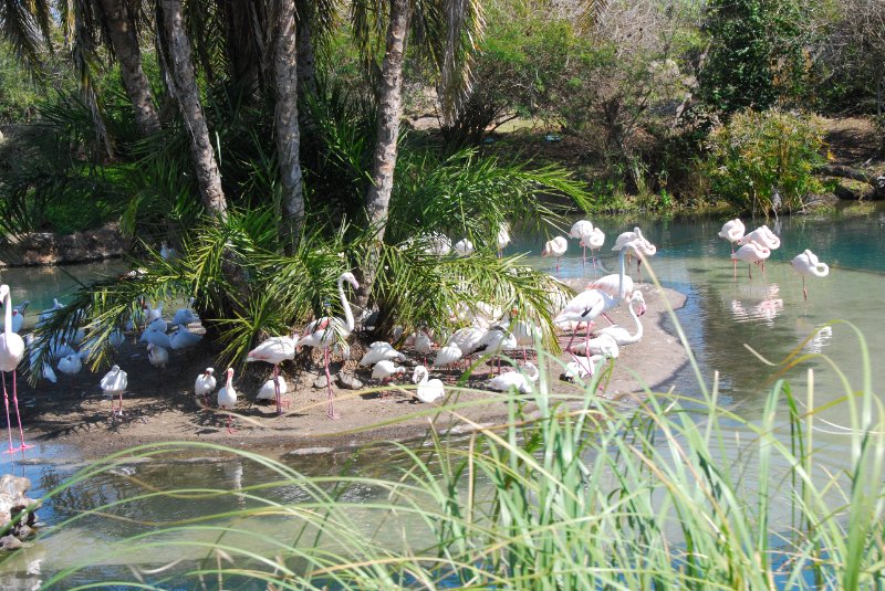 DisneyWorld022709-3216.jpg - Kilimanjaro Safaris