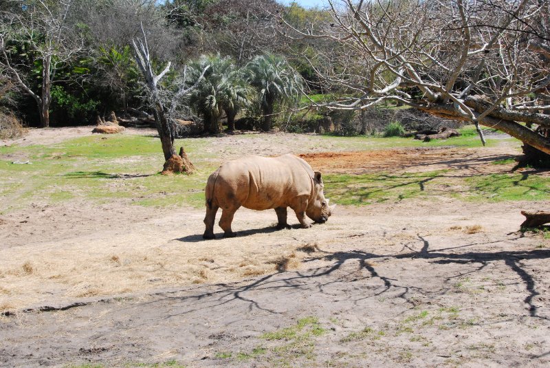 DisneyWorld022709-3218.jpg - Kilimanjaro Safaris