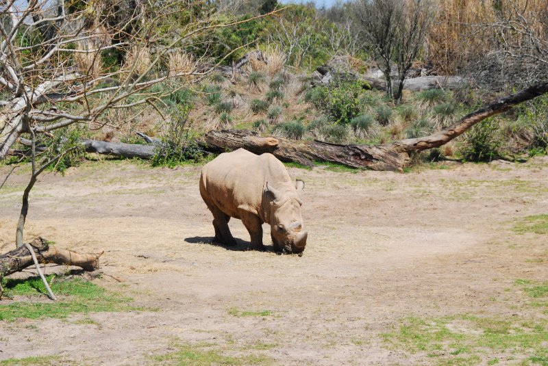 DisneyWorld022709-3219.jpg - Kilimanjaro Safaris