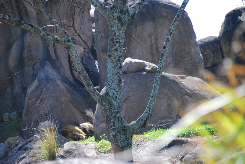 DisneyWorld022709-3222.jpg - Kilimanjaro Safaris