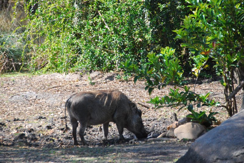 DisneyWorld022709-3225.jpg - Kilimanjaro Safaris