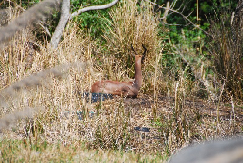 DisneyWorld022709-3236.jpg - Pangani Forest Exploration Trail