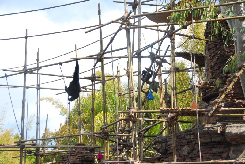 DisneyWorld022709-3098.jpg - Animal Kingdom Ape Habitat Near Expedition Everest