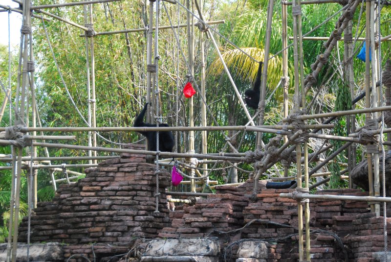 DisneyWorld022709-3100.jpg - Animal Kingdom Ape Habitat Near Expedition Everest