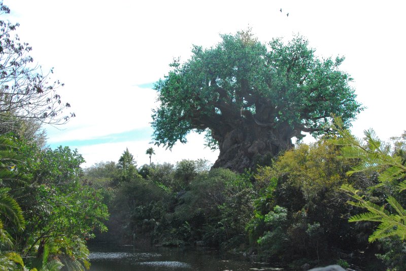 DisneyWorld022709-3142.jpg - Animal Kingdom - The Tree of Life