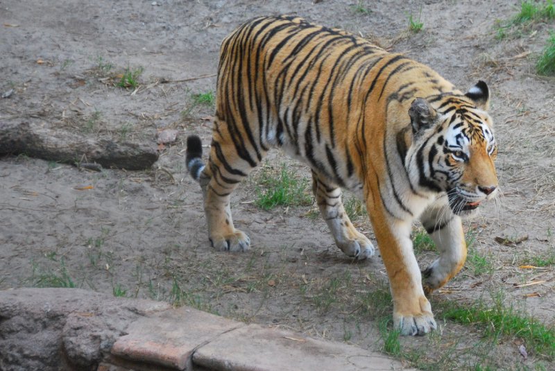 DisneyWorld022709-3269.jpg - Maharajah Jungle Trek Attraction