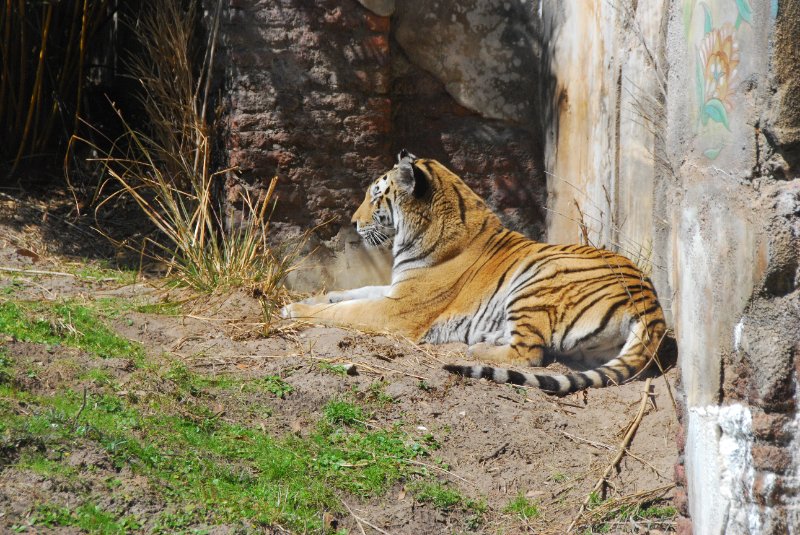 DisneyWorld022709-3272.jpg - Maharajah Jungle Trek Attraction