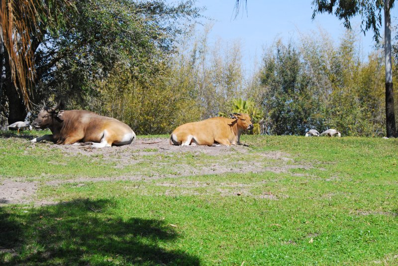 DisneyWorld022709-3273.jpg - Maharajah Jungle Trek Attraction