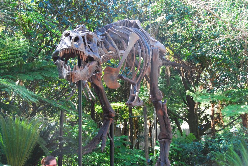 DisneyWorld022709-3294.jpg - Tyrannosaurus Rex - "Sue"