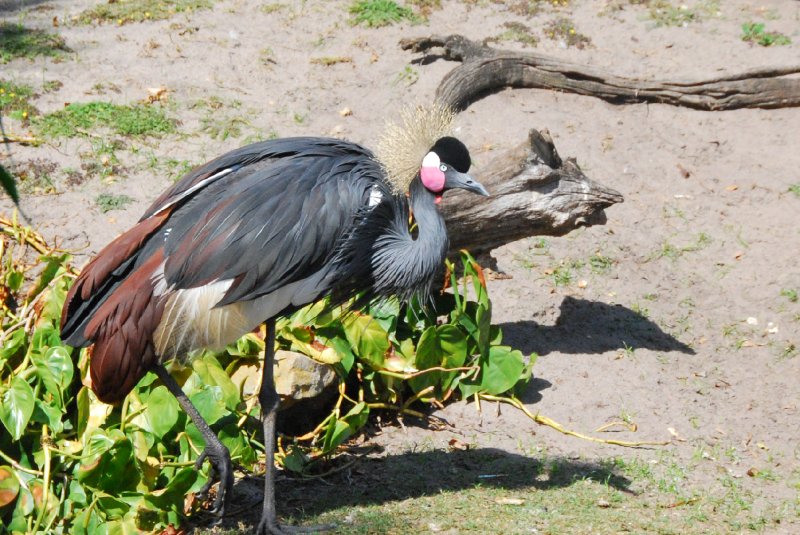 DisneyWorld022709-3305.jpg - Animal Kingdom-The Oasis bird area