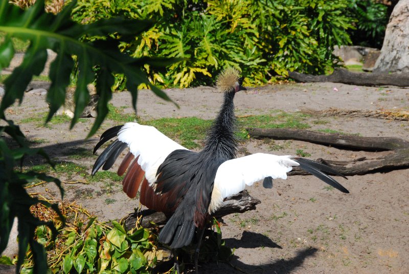 DisneyWorld022709-3307.jpg - Animal Kingdom-The Oasis bird area