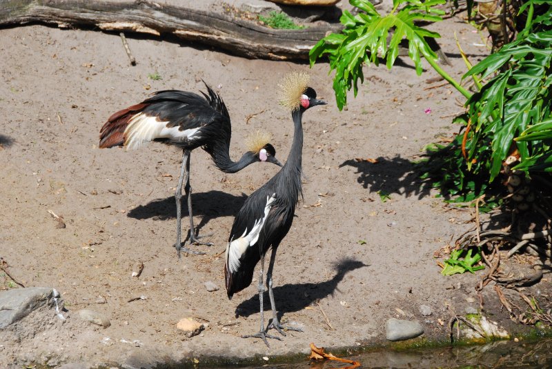 DisneyWorld022709-3309.jpg - Animal Kingdom-The Oasis bird area