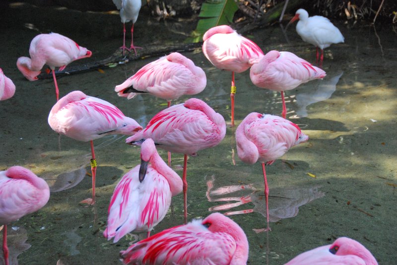 DisneyWorld022709-3311.jpg - Animal Kingdom-The Oasis bird area