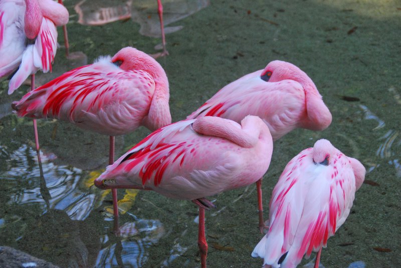 DisneyWorld022709-3312.jpg - Animal Kingdom-The Oasis bird area