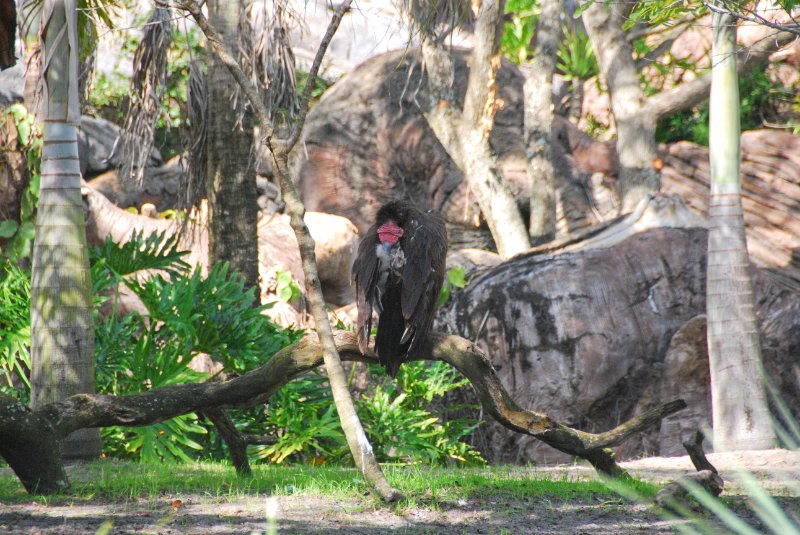 DisneyWorld022709-3313.jpg - Animal Kingdom-The Oasis bird area