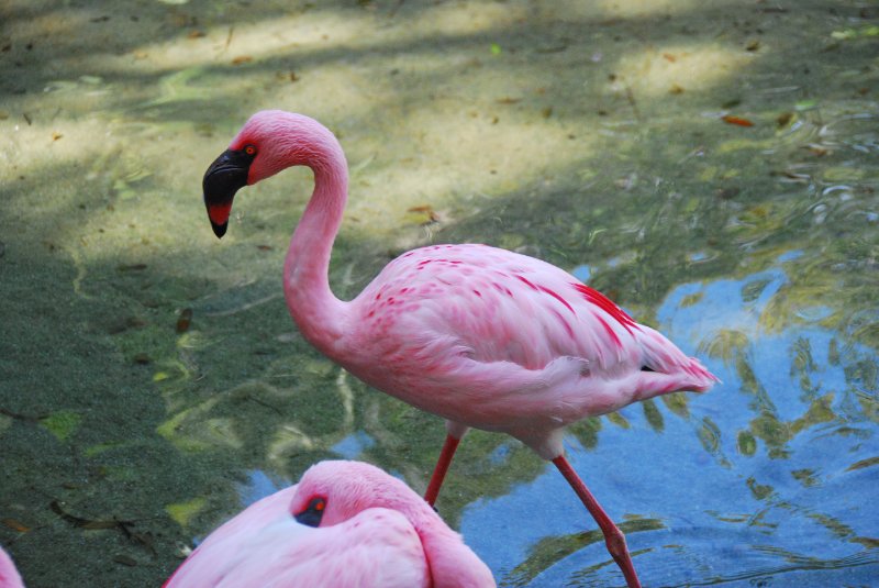 DisneyWorld022709-3314.jpg - Animal Kingdom-The Oasis bird area