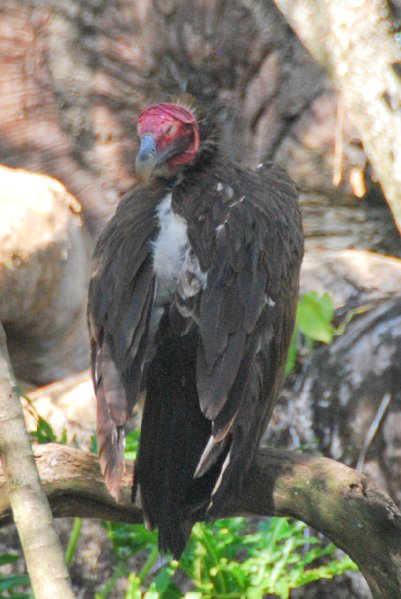 DisneyWorld022709-3315.jpg - Animal Kingdom-The Oasis bird area