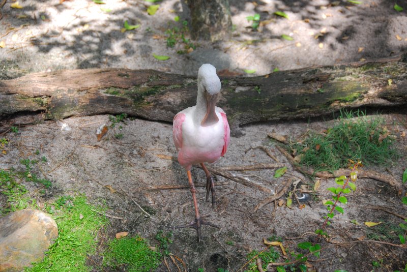 DisneyWorld022709-3319.jpg - Animal Kingdom-Roseate Spoonbill