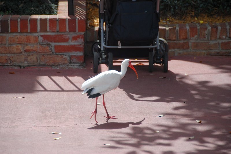 DisneyWorld022709-2951.jpg - Ibis