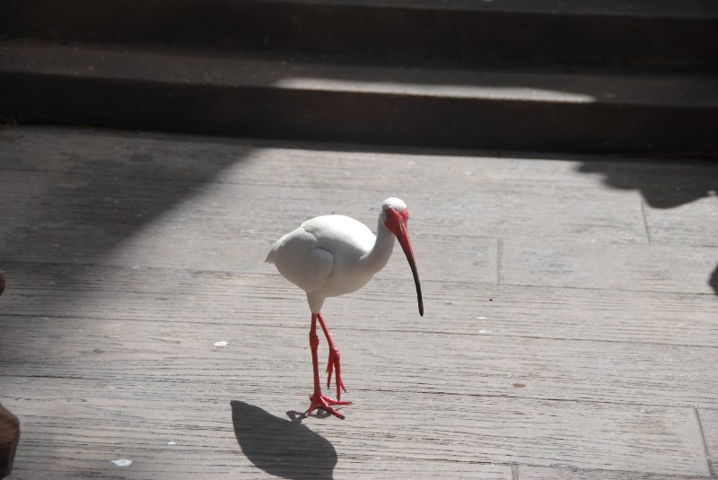 DisneyWorld022709-2961.jpg - Ibis