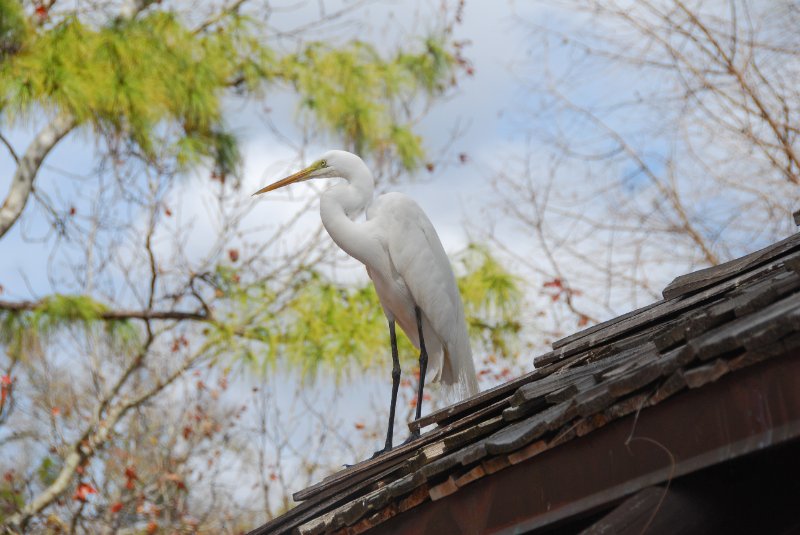 DisneyWorld022709-2963.jpg - Frontierland - Great Egret