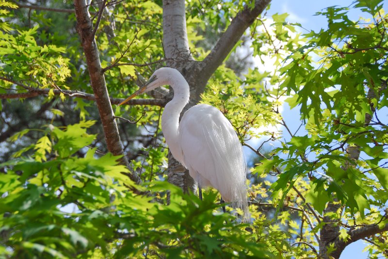 DisneyWorld022709-2965.jpg - Frontierland - Great Egret