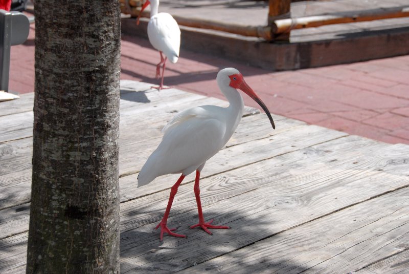 DisneyWorld022709-2966.jpg - Ibis