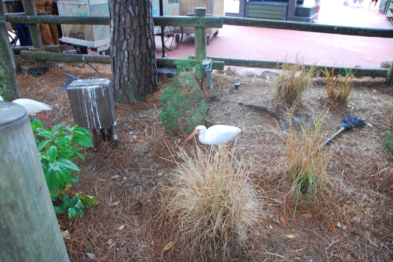 DisneyWorld022709-2971.jpg - Ibis