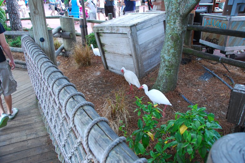 DisneyWorld022709-2972.jpg - Ibis