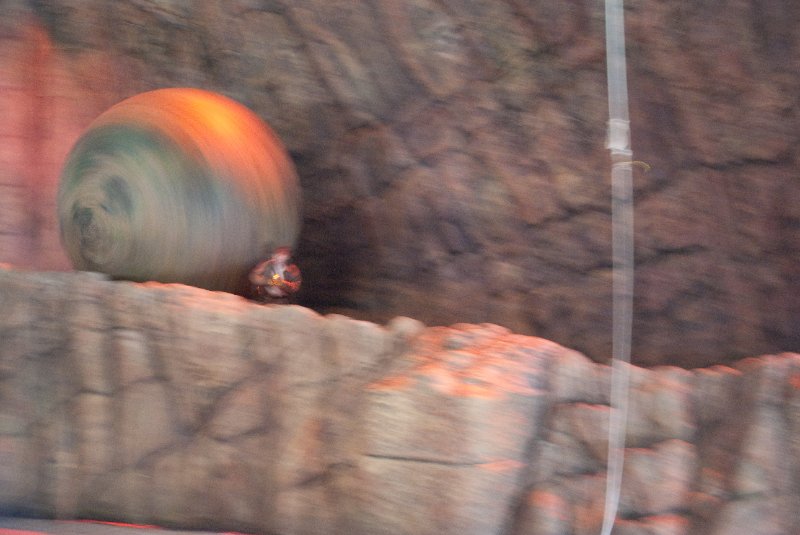 DisneyWorld022709-3529.jpg - Indiana Jones Stunt Spectacular