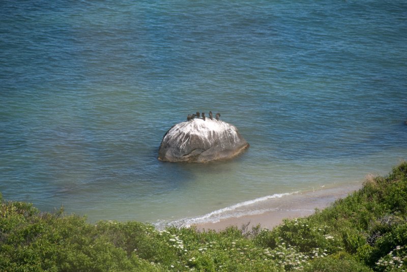 DSC_7719.jpg - Comorants on a rock in Vineyard Sound