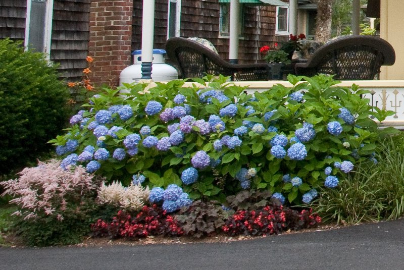 DSC_7899-2.jpg - Blue Hydrangea