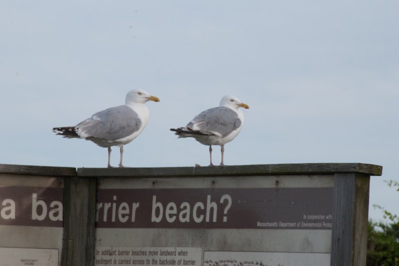 DSC_7911.jpg - Seagulls on "What's a barrier beach?" sign on Seaview Ave near the North point of Sylvia State Beach