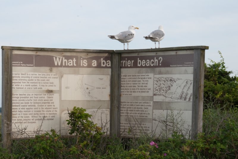 DSC_7912.jpg - Seagulls on "What's a barrier beach?" sign on Seaview Ave near the North point of Sylvia State Beach