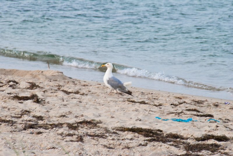 DSC_7913.jpg - Seagulls near the North point of Sylvia State Beach