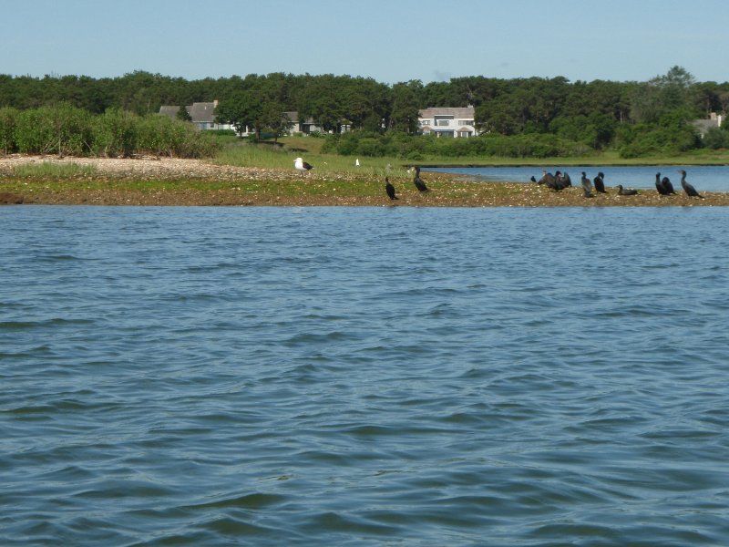 MV071009-7110048.jpg - Cormorants