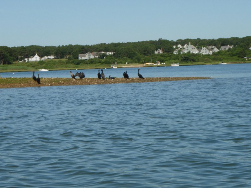 MV071009-7110049.jpg - Cormorants