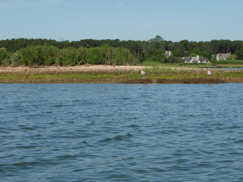 MV071009-7110050.jpg - Seagulls