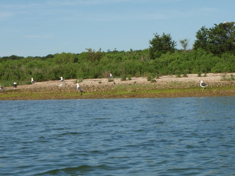 MV071009-7110051.jpg - Seagulls