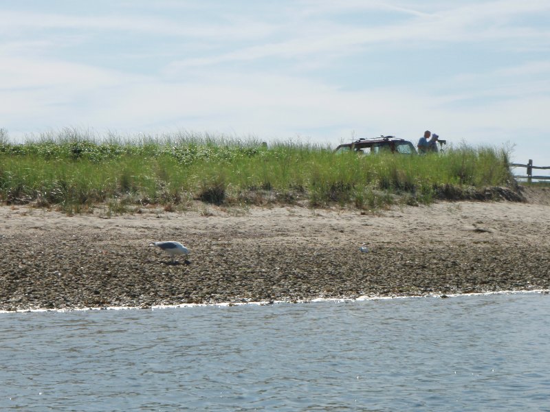 MV071009-7110065.jpg - Seagull