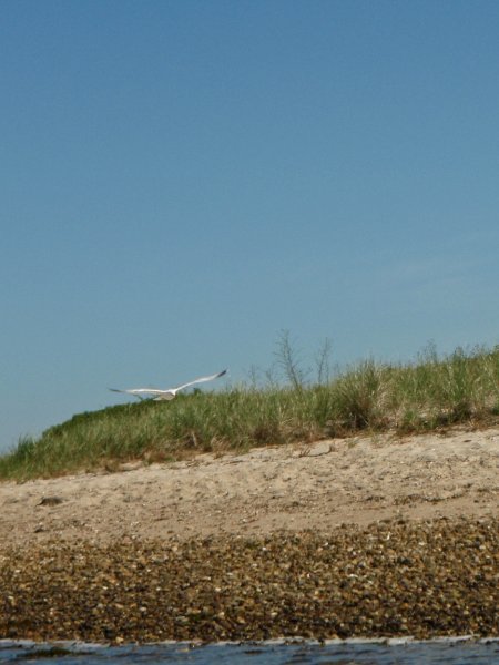 MV071009-7110074.jpg - Seagull